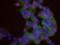 Mitotic spindle assembly checkpoint protein MAD1 antibody, NB100-569, Novus Biologicals, Proximity Ligation Assay image 