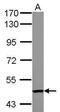 Tandem C2 Domains, Nuclear antibody, PA5-32086, Invitrogen Antibodies, Western Blot image 