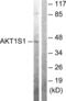 AKT1 Substrate 1 antibody, LS-C117625, Lifespan Biosciences, Western Blot image 