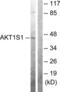 PRAS40 antibody, LS-C117625, Lifespan Biosciences, Western Blot image 