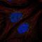 STEAP4 Metalloreductase antibody, PA5-67397, Invitrogen Antibodies, Immunofluorescence image 
