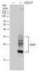 CD37 Molecule antibody, GTX129598, GeneTex, Western Blot image 