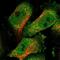Transmembrane And Tetratricopeptide Repeat Containing 1 antibody, HPA016720, Atlas Antibodies, Immunofluorescence image 