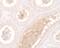 WW Domain Containing Adaptor With Coiled-Coil antibody, PA5-34536, Invitrogen Antibodies, Immunohistochemistry frozen image 