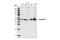 Arrestin Beta 2 antibody, 3857S, Cell Signaling Technology, Western Blot image 