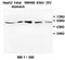 Kallikrein Related Peptidase 7 antibody, orb77335, Biorbyt, Western Blot image 