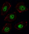 Sorbin And SH3 Domain Containing 2 antibody, MBS9205485, MyBioSource, Immunofluorescence image 