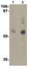 Major Facilitator Superfamily Domain Containing 2A antibody, ab105399, Abcam, Western Blot image 