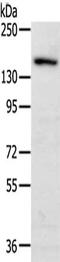 c-met antibody, CSB-PA063357, Cusabio, Western Blot image 