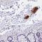 Autophagy Related 16 Like 2 antibody, HPA045444, Atlas Antibodies, Immunohistochemistry frozen image 