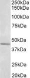 ADP-ribosylation factor 4 antibody, 43-074, ProSci, Enzyme Linked Immunosorbent Assay image 