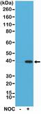 Aurora Kinase B antibody, MA5-27890, Invitrogen Antibodies, Western Blot image 