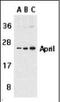 TNF Superfamily Member 13 antibody, orb88723, Biorbyt, Western Blot image 