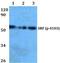 Serum response factor antibody, PA5-36686, Invitrogen Antibodies, Western Blot image 