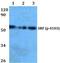 Serum Response Factor antibody, PA5-36686, Invitrogen Antibodies, Western Blot image 