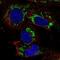 Transcription Factor B2, Mitochondrial antibody, NBP2-68602, Novus Biologicals, Immunofluorescence image 