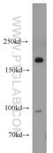 Mitogen-Activated Protein Kinase Kinase Kinase Kinase 4 antibody, 55247-1-AP, Proteintech Group, Western Blot image 