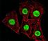 High Mobility Group AT-Hook 2 antibody, F52848-0.4ML, NSJ Bioreagents, Immunofluorescence image 