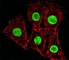 High Mobility Group AT-Hook 2 antibody, F52848-0.4ML, NSJ Bioreagents, Immunofluorescence image 