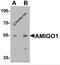 Adhesion Molecule With Ig Like Domain 1 antibody, 7565, ProSci, Western Blot image 