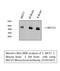 Mitochondrial Calcium Uptake 1 antibody, STJ97447, St John