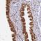 Heterogeneous Nuclear Ribonucleoprotein A1 antibody, NBP2-14096, Novus Biologicals, Immunohistochemistry frozen image 