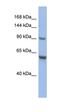 CDKN1A Interacting Zinc Finger Protein 1 antibody, orb329770, Biorbyt, Western Blot image 