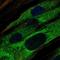 ATP Binding Cassette Subfamily A Member 9 antibody, HPA052113, Atlas Antibodies, Immunofluorescence image 