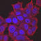 TOR antibody, MAB1537, R&D Systems, Immunofluorescence image 