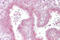 Golgin B1 antibody, ARP46464_P050, Aviva Systems Biology, Immunohistochemistry frozen image 