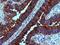 LE antibody, NB500-526, Novus Biologicals, Immunohistochemistry frozen image 