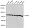 HSP73 antibody, 15-314, ProSci, Western Blot image 