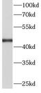 Fumarate hydratase, mitochondrial antibody, FNab03106, FineTest, Western Blot image 