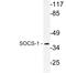 Suppressor Of Cytokine Signaling 1 antibody, LS-C200006, Lifespan Biosciences, Western Blot image 