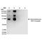 Malondialdehyde antibody, MA5-27560, Invitrogen Antibodies, Western Blot image 