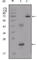 Insulin Like Growth Factor Binding Protein 2 antibody, abx010964, Abbexa, Western Blot image 