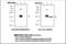 Superoxide Dismutase 3 antibody, LS-B7079, Lifespan Biosciences, Western Blot image 