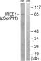 IRP1 antibody, LS-C199136, Lifespan Biosciences, Western Blot image 