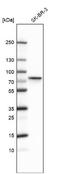 Cytochrome P450 Oxidoreductase antibody, NBP1-85357, Novus Biologicals, Western Blot image 