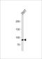 SIM BHLH Transcription Factor 1 antibody, LS-C161098, Lifespan Biosciences, Western Blot image 