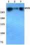 Ubiquitin Protein Ligase E3 Component N-Recognin 5 antibody, PA5-36085, Invitrogen Antibodies, Western Blot image 