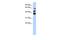 NOP2/Sun RNA Methyltransferase 3 antibody, GTX46176, GeneTex, Western Blot image 