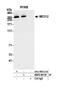 Mediator Complex Subunit 12 antibody, NBP2-80138, Novus Biologicals, Immunoprecipitation image 