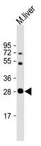 NAD-dependent deacetylase sirtuin-3 antibody, MBS9210535, MyBioSource, Western Blot image 