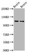 CAP-Gly Domain Containing Linker Protein 2 antibody, LS-C680291, Lifespan Biosciences, Western Blot image 