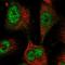 Protein bicaudal C homolog 1 antibody, HPA045212, Atlas Antibodies, Immunofluorescence image 