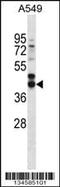 Follistatin antibody, MBS9202293, MyBioSource, Western Blot image 