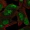 Cullin Associated And Neddylation Dissociated 1 antibody, NBP2-56630, Novus Biologicals, Immunofluorescence image 