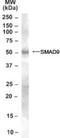 SMAD Family Member 9 antibody, NB100-2834, Novus Biologicals, Western Blot image 