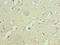 GluA1 antibody, LS-C375853, Lifespan Biosciences, Immunohistochemistry paraffin image 